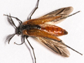 Metoecus paradoxus